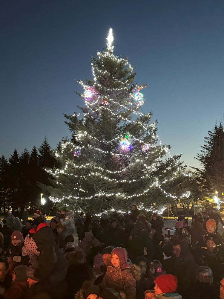 Jólatré í Lystigarði