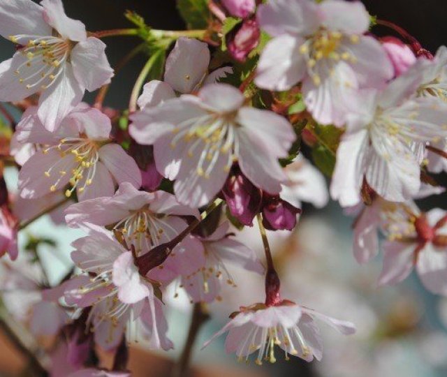 Pistill frá bæjarstjóra í lok viku 13.