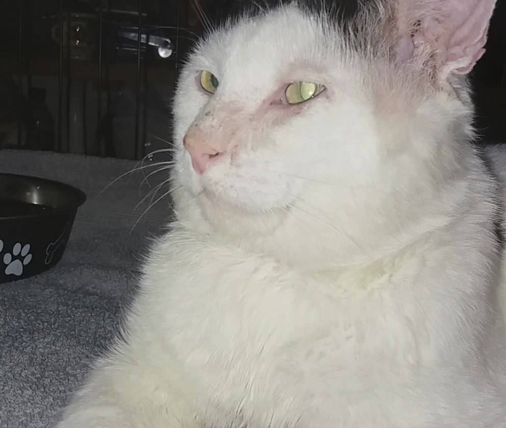 Mongús er kominn heim og lofar bót og betrun.