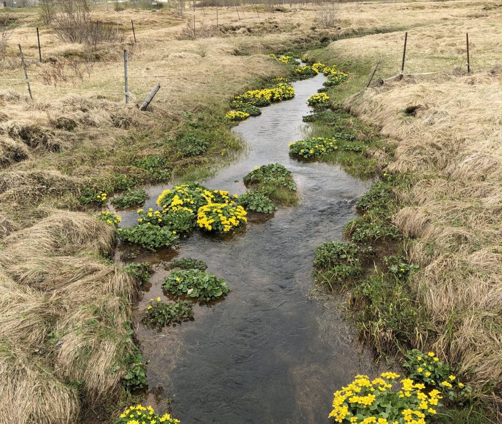 Sókeyjar í bæjarlandinu í maí 2020.