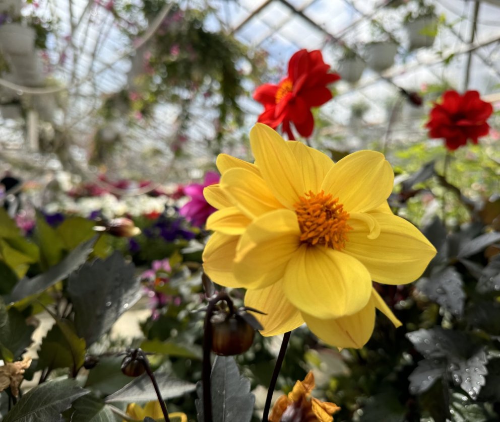 Einstök rekstrarafkoma Hveragerðisbæjar fyrir árið 2024