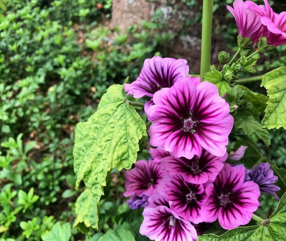 Fegurstu garðar Hveragerðisbæjar