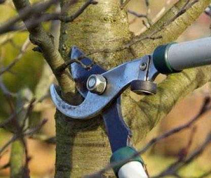 Gróður má ekki trufla umferð