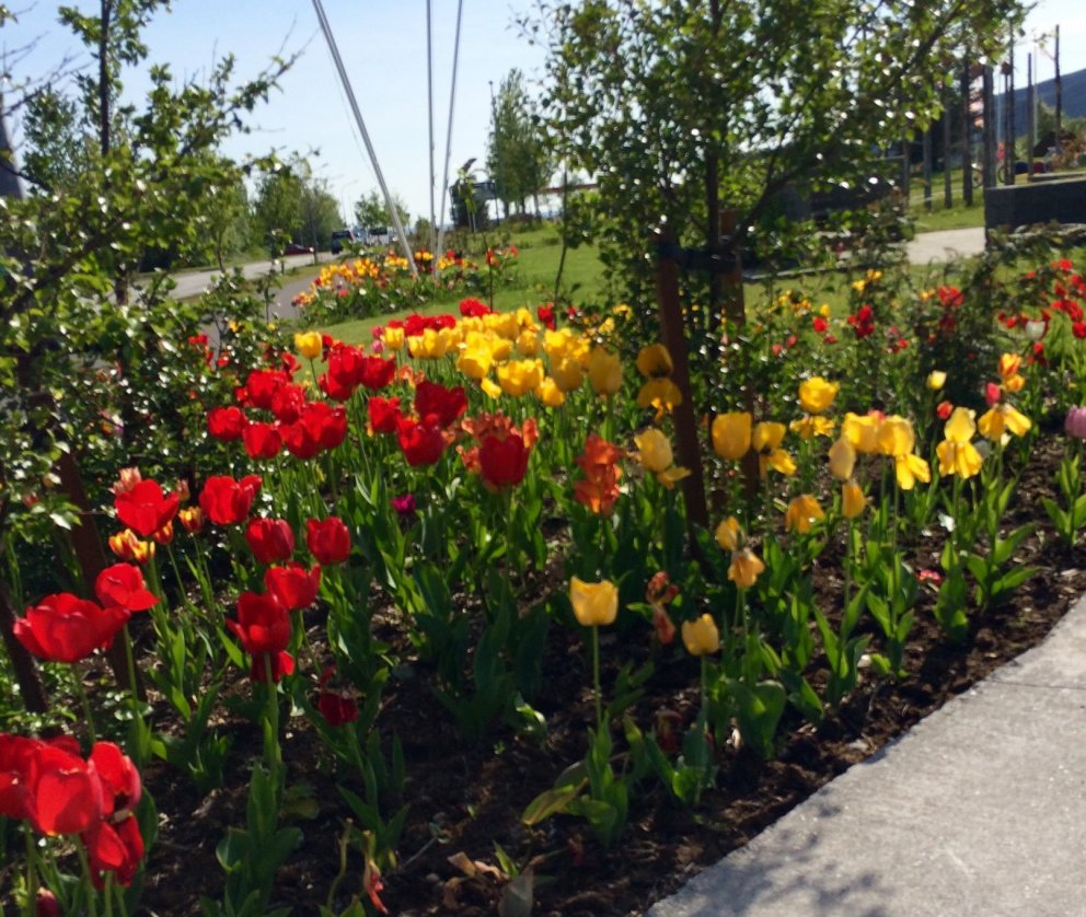 Gróður og garðar - fræðslukvöld