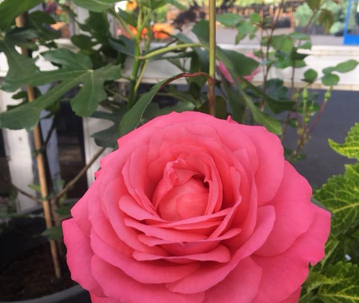 Fallegasti garðurinn 2018