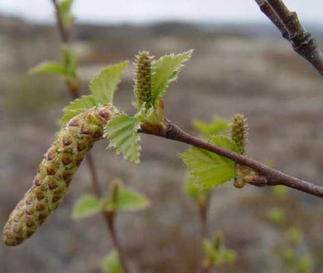 Myndbandasamkeppni - besta myndbandið um birki!