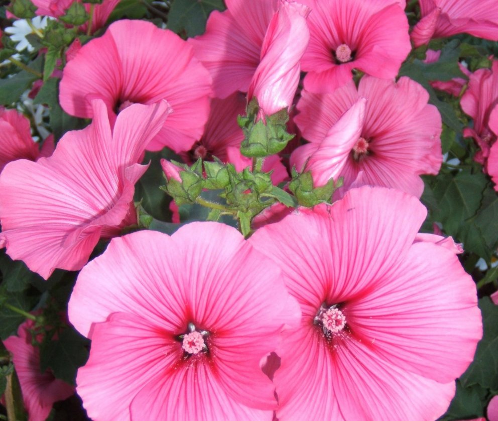 Val á fegurstu görðum Hveragerðis 2022