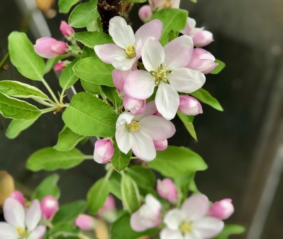 Myndin sýnir blómstrandi eplatré í Hveragerði.