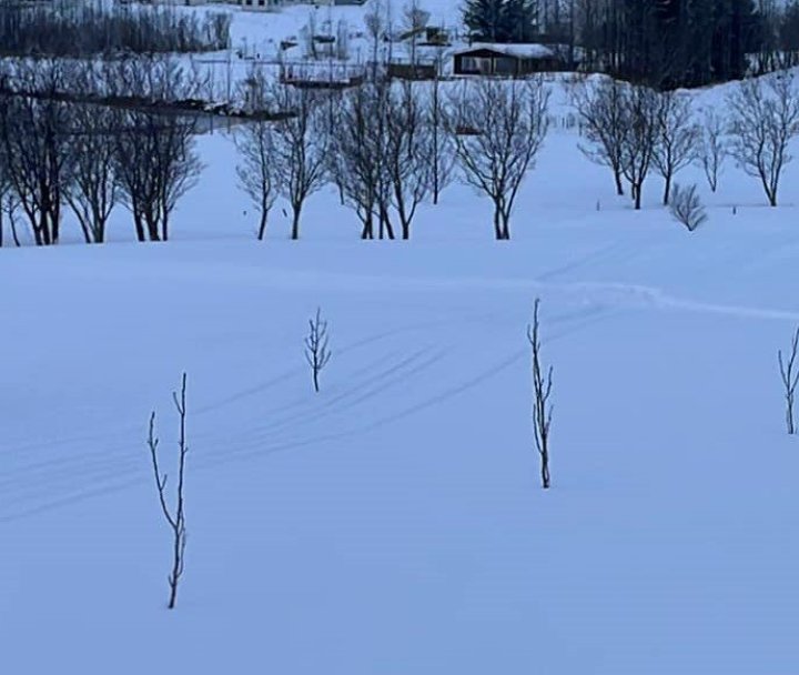 Um 700 metra gönguskíðabraut hefur verið troðin á golfvellinum.