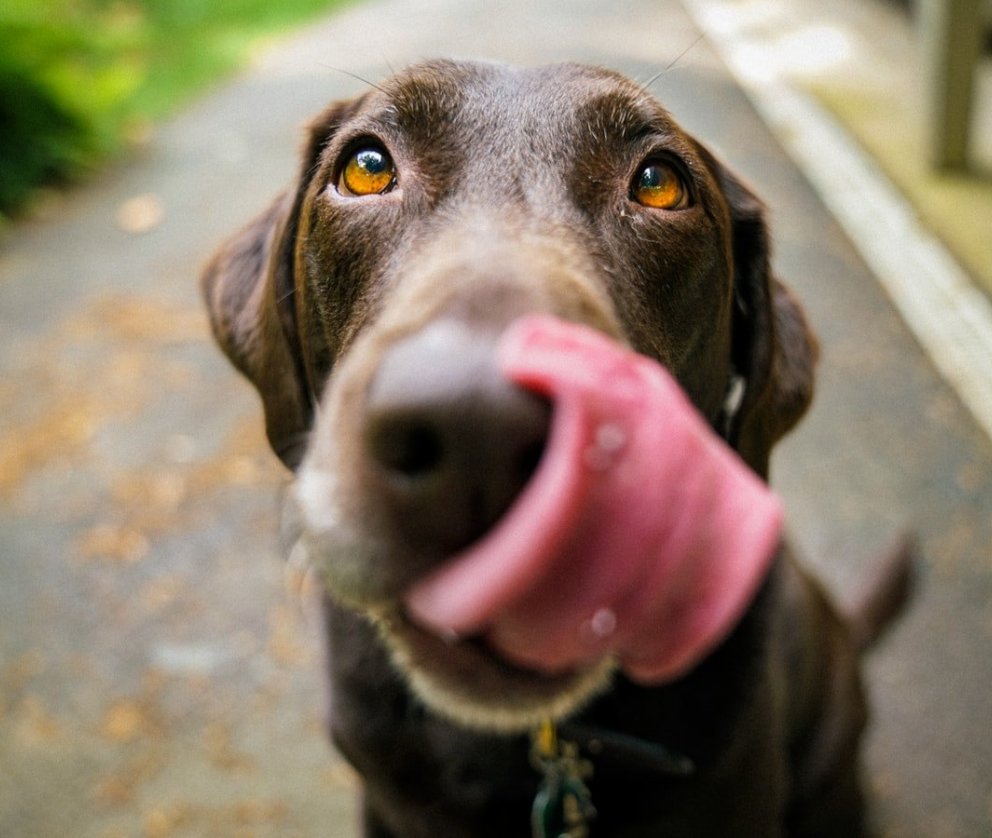 Úrbætur á hundasvæðum