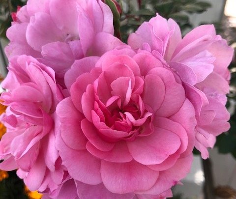 Fegurstu garðar Hveragerðisbæjar 2020