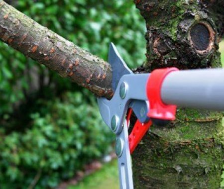 Trjágróður við lóðarmörk