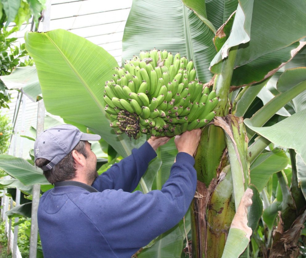 Mynd tekin á Garðyrkjuskólanum að Reykjum