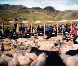 Ölfusréttir sunnudaginn 14 september.