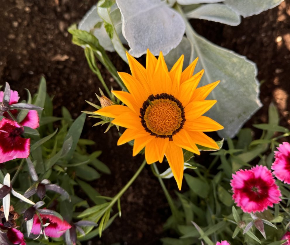 Stóri plokkdagurinn á sunnudaginn