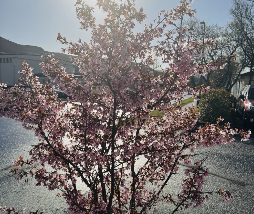 Vaxandi ánægja með þjónustu Hveragerðisbæjar